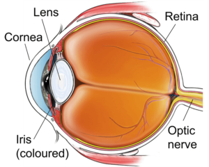 Cornea services